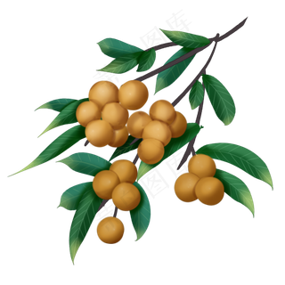 手绘桂圆中国风养生