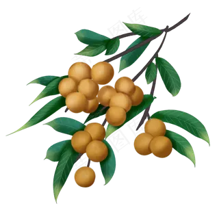 手绘桂圆中国风养生