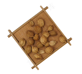 中草药系列之香砂仁,免抠元素