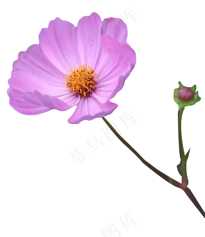 一朵格桑花