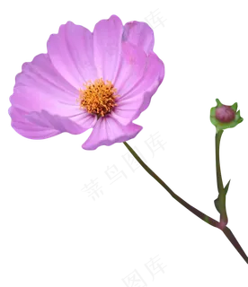 一朵格桑花 一朵格桑花