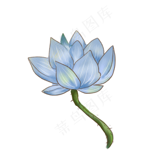 蓝色荷花花枝插画
