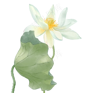 中国风荷花水彩画 中国风荷花水彩画