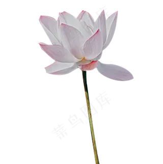 荷花与荷包相对应