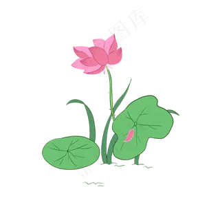 粉红色荷花和小草