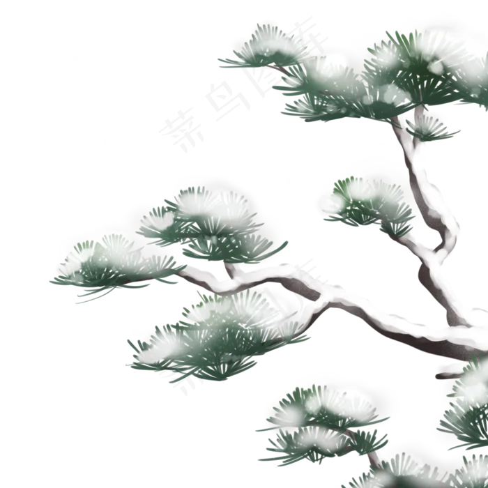 冬天雪中的松树,免抠元素(2100X2100(DPI:300))psd模版下载