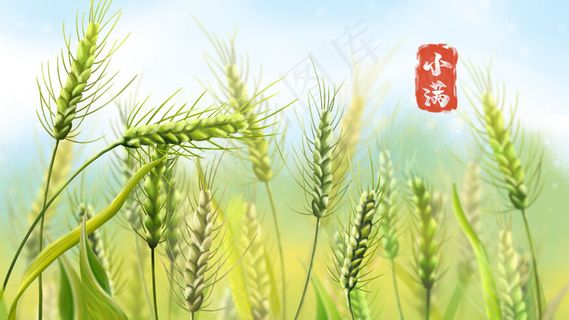 二十四节气之小满