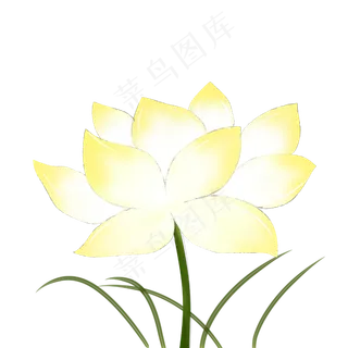 荷花黄色荷花手绘装饰图案 荷花黄色荷花手绘装饰图案