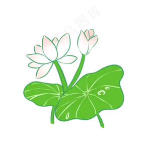 夏日雨后沾上露水的荷花