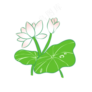 夏日雨后沾上露水的荷花