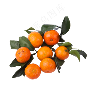 砂糖橘（png免抠）