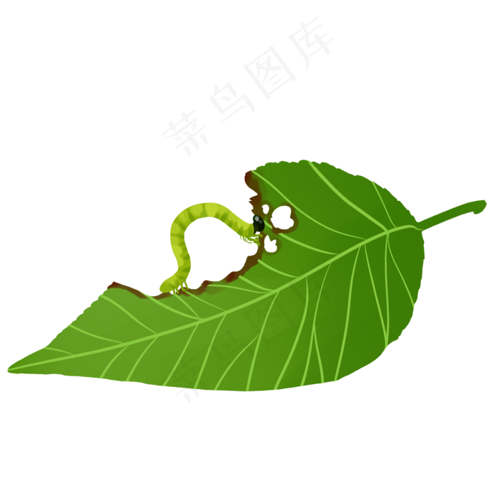 蚕吃桑叶手绘水彩叶子绿色植物
