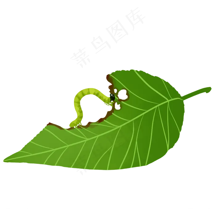 蚕吃桑叶手绘水彩叶子绿色植物(2362X2362(DPI:300))psd模版下载