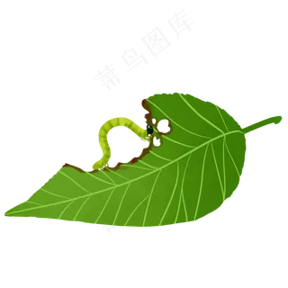 蚕吃桑叶手绘水彩叶子绿色植物