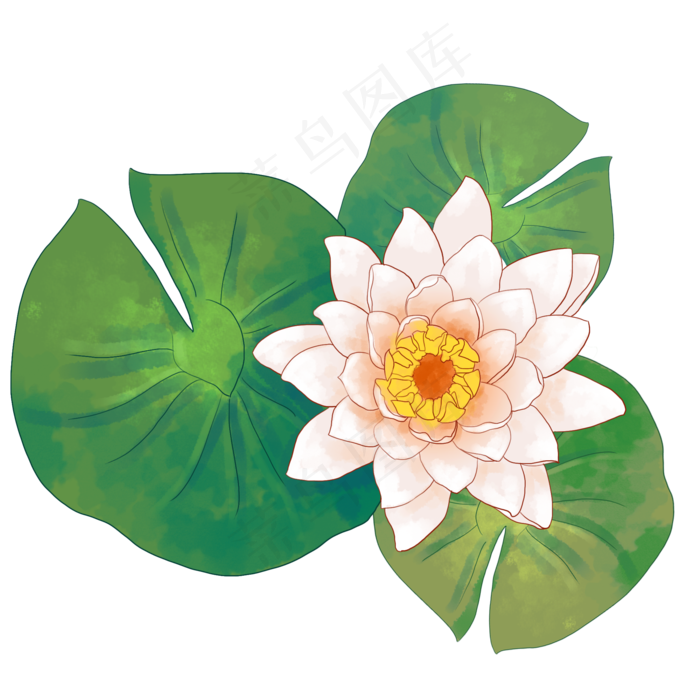 粉色荷花荷叶插画