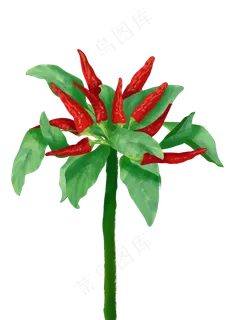 生长的红色尖辣椒免费下载