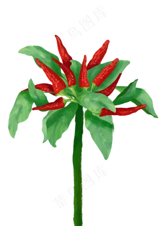 生长的红色尖辣椒免费下载