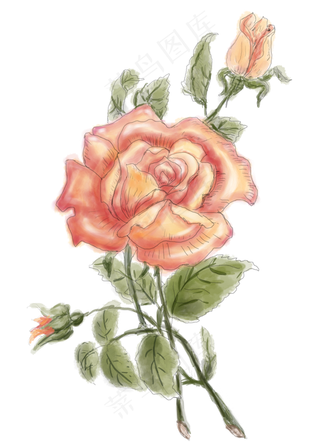 卡通手绘红色月季花png水彩