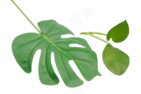 树叶叶子植物 树叶叶子植物