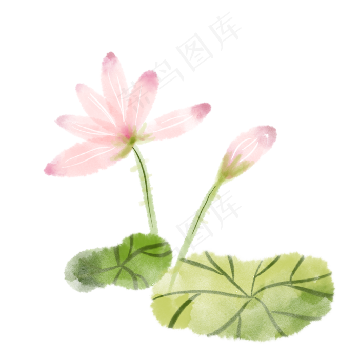粉色荷花植物(2048X2048(DPI:300))psd模版下载