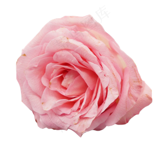 粉色盛开玫瑰