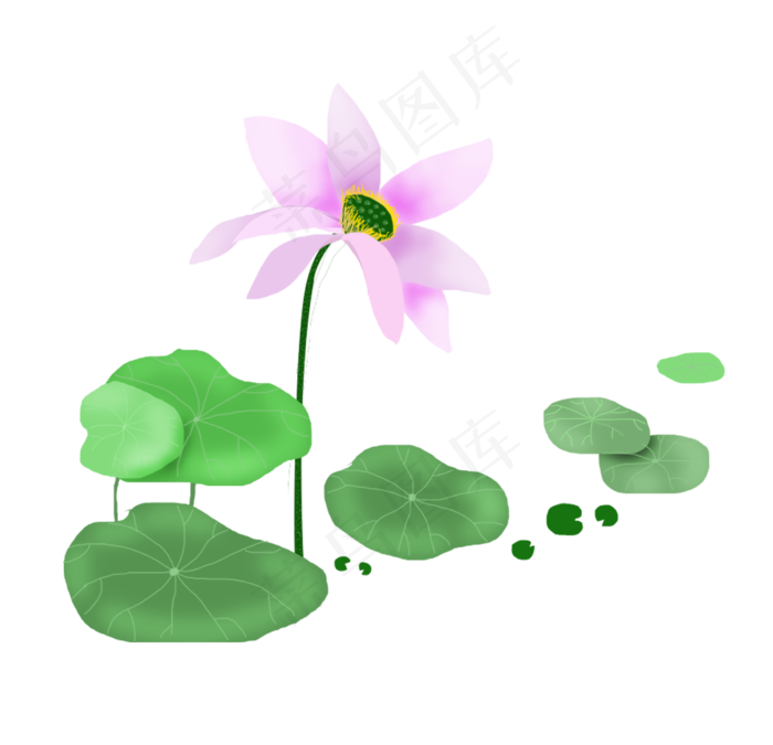 夏季夏日荷花莲花