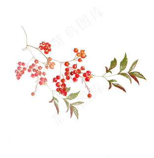 小清新水彩红果子,免抠元素