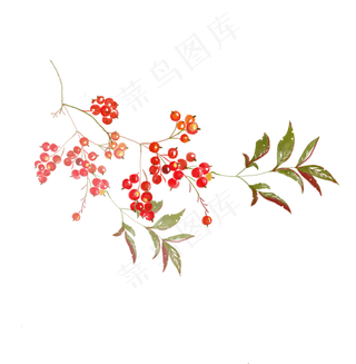 小清新水彩红果子,免抠元素