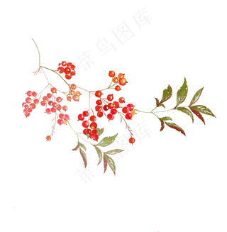 小清新水彩红果子,免抠元素