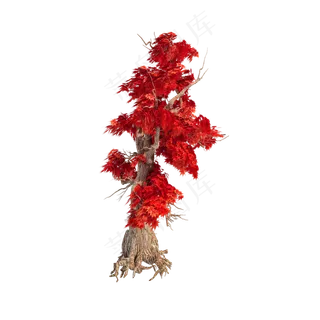 仿真红枫png图,免抠元素