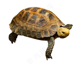 黄色动物海龟,免抠元素