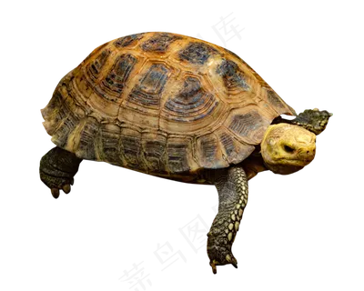 黄色动物海龟,免抠元素 黄色动物海龟,免抠元素