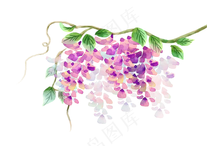 紫色紫藤花花朵(3508X2480(DPI:300))psd模版下载