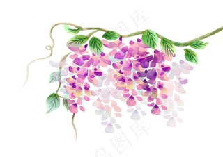 紫色紫藤花花朵