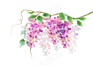 紫色紫藤花花朵