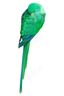 小鸟鸟儿,免抠元素