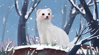 保护动物之可爱的貂