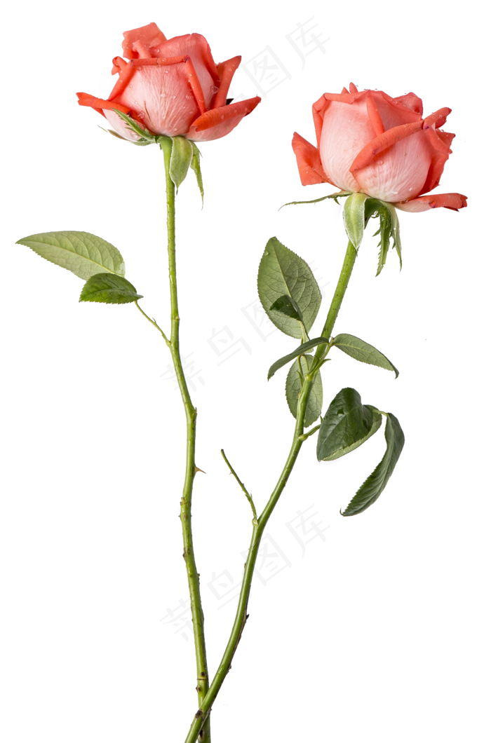 粉色玫瑰花,免抠元素