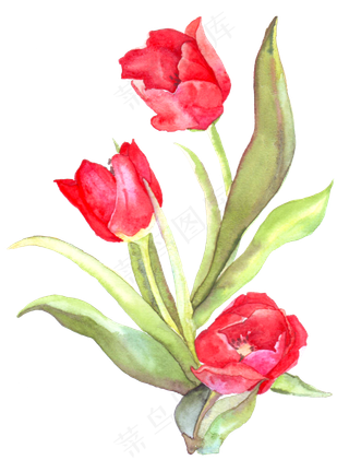 手绘红色的郁金香水彩花卉