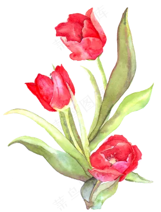 手绘红色的郁金香水彩花卉