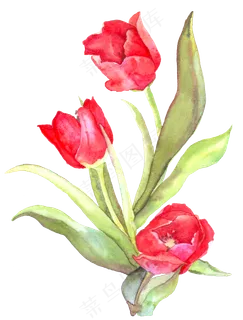 手绘红色的郁金香水彩花卉 手绘红色的郁金香水彩花卉