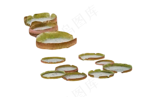 水生花卉莲藕霸王莲