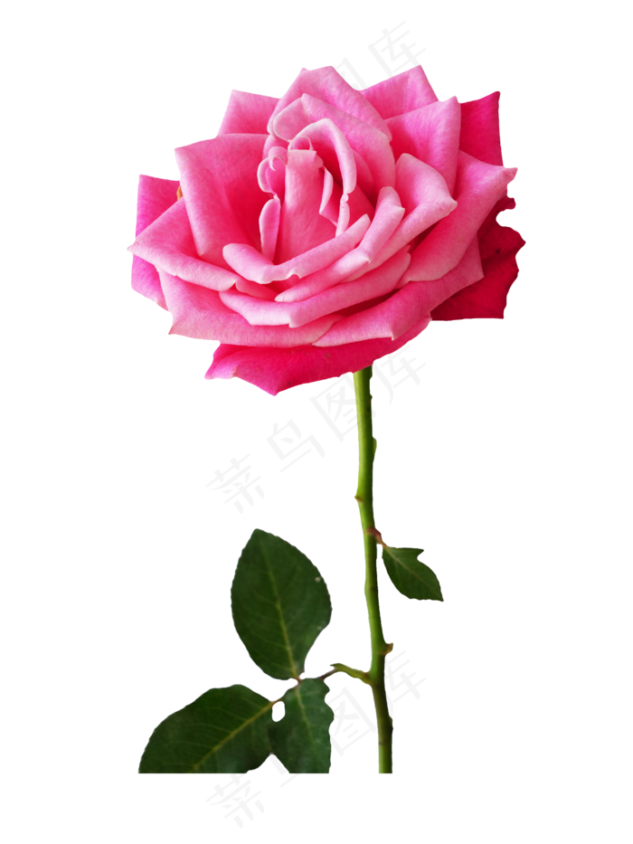 粉红色玫瑰花,免抠元素(3000*4000px 300 dpi )