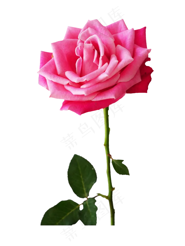 粉红色玫瑰花,免抠元素(3000*4000px 300 dpi )