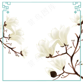 木兰树花卉望春花旱荷花早春花卉