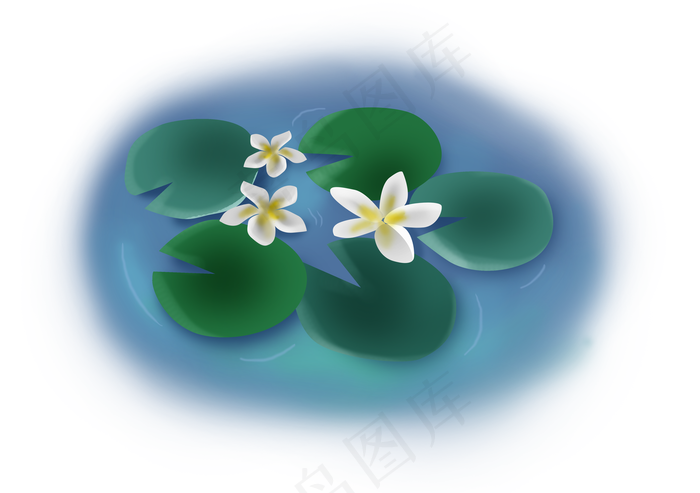 夏至荷塘里的花朵