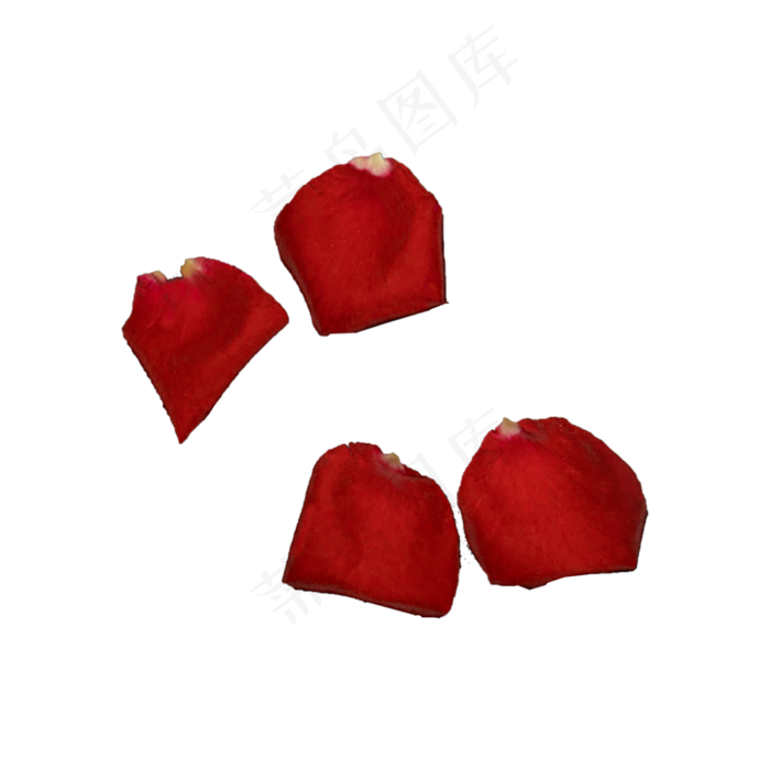 红玫瑰花瓣实拍（png免抠）(2000X2000(DPI:72))psd模版下载