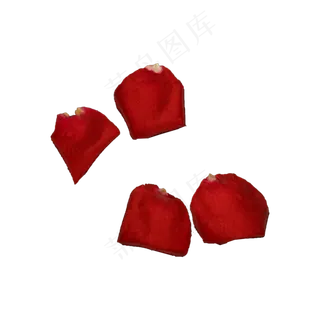 红玫瑰花瓣实拍（png免抠）