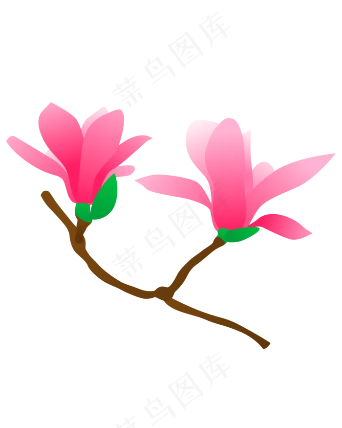 手绘唯美玉兰花春天花卉花朵玉兰(4167*5208px 300 dpi )ai矢量模版下载