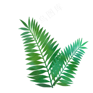 热带棕榈树叶绿色PNG